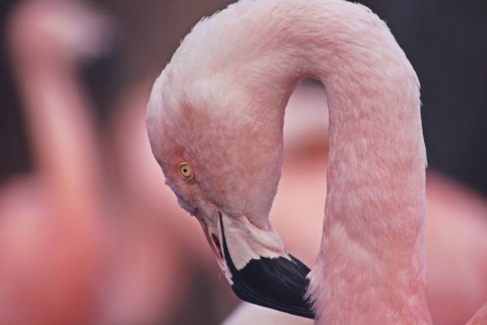 selective focus photography of flamingo