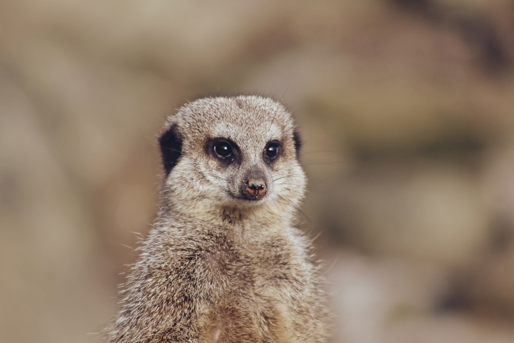 shallow focus photo of meerkat