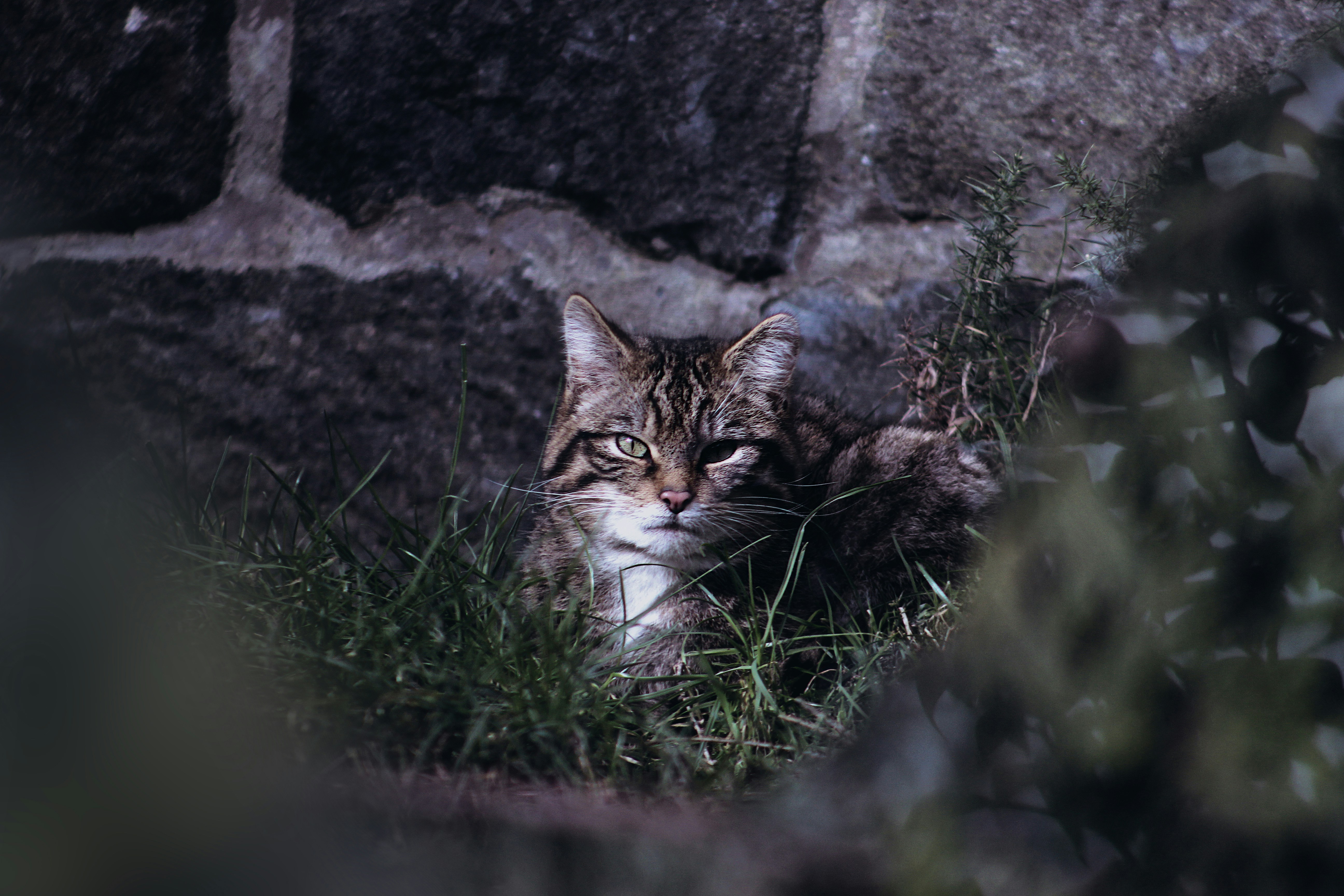 The Scottish wildcat (Felis silvestris grampia), or Highlands tiger, is a dark coloured subspecies of the European wildcat native to Scotland. Its range previously also included England and Wales, but it became extinct in these areas, as well as in southern Scotland, within the last 150 years. Extant numbers are estimated at between 100 and 300.