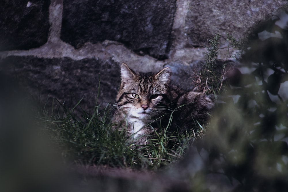 selective focus photography of brown cat