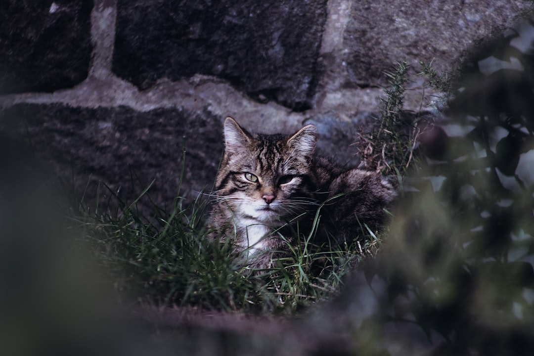 Meet the Rare Wildcats Reclaiming England’s Ancient Countryside - T… — Meet the Rare Wildcats Reclaiming England’s