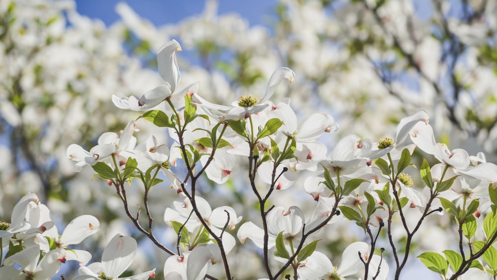 white petaled flower