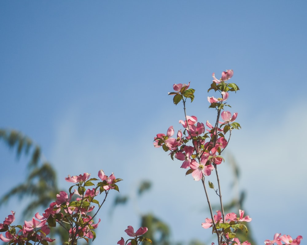 close up photo of red petaled flower