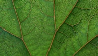 green leaf