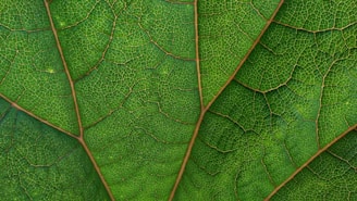 green leaf