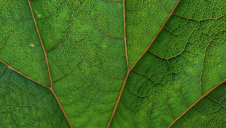 Zoomed in photo of green leaf.