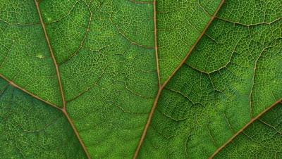 green leaf details
