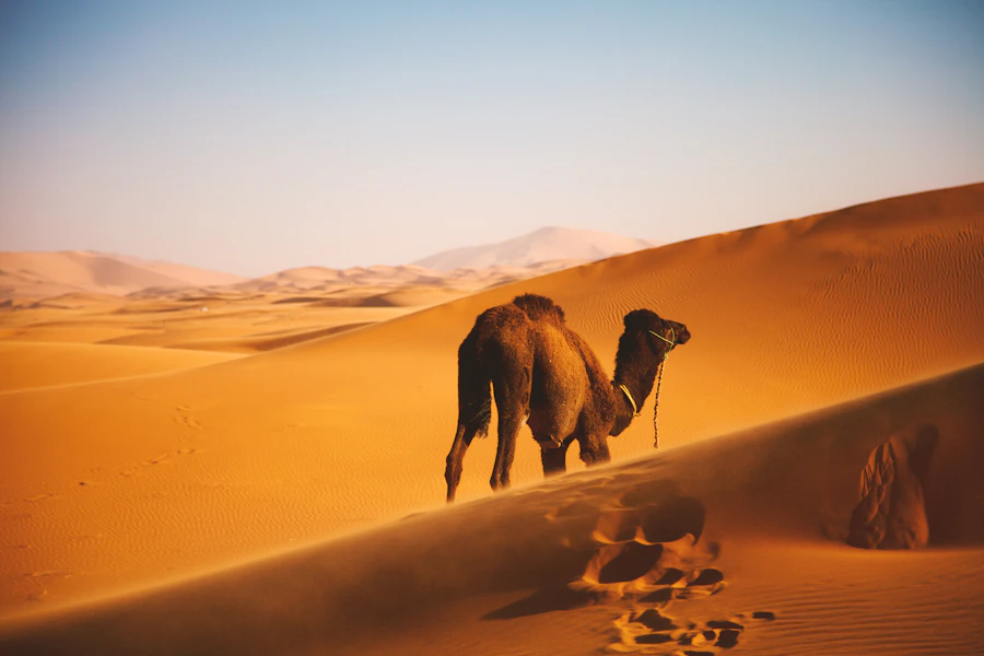 Camel walking on Sahara dunes in Morocco
