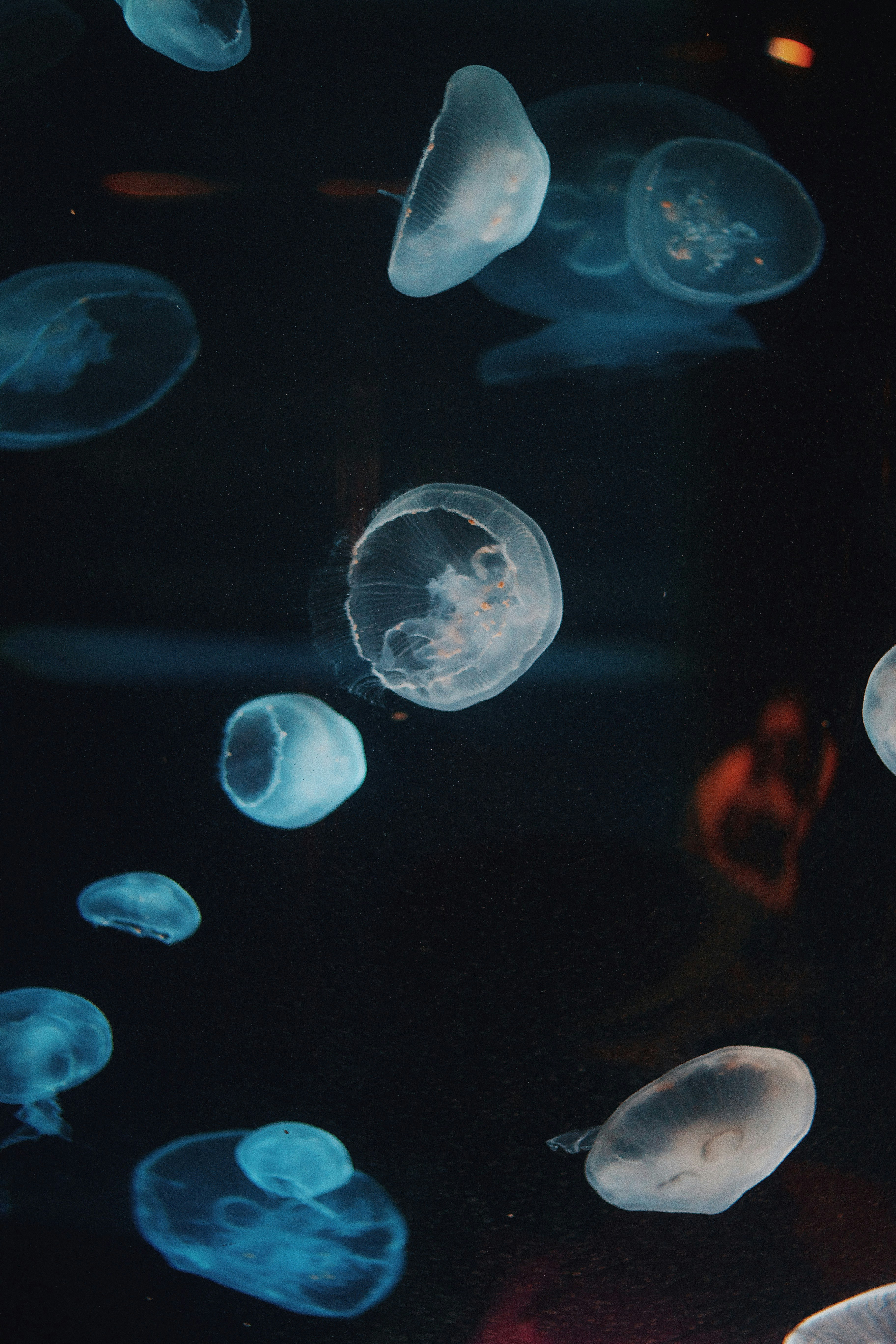 photo of jelly fishes