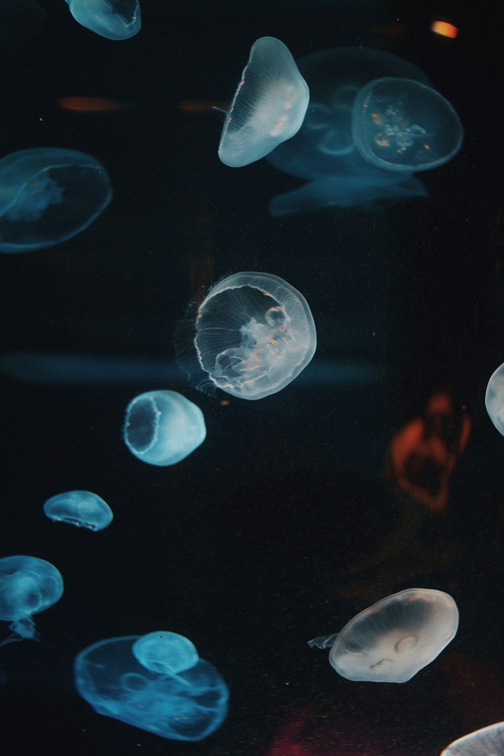 photo of jelly fishes