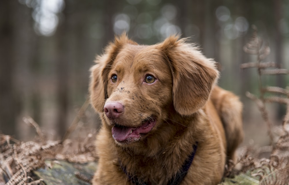 long-coated brown dog lying on withered grass field