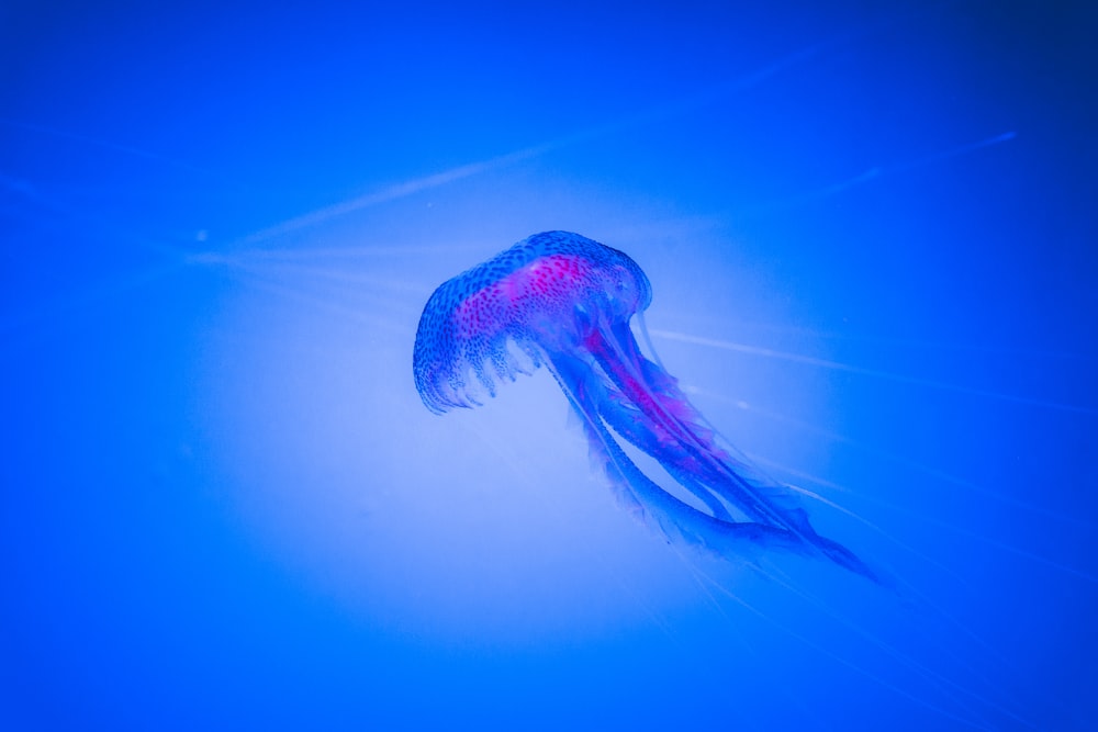 underwater photography of blue jellyfish