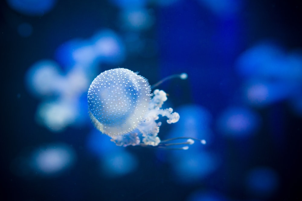 white jellyfish underwater