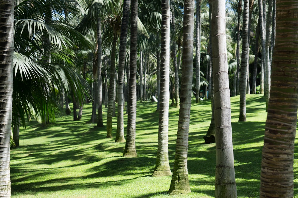 coconut trees at daytime