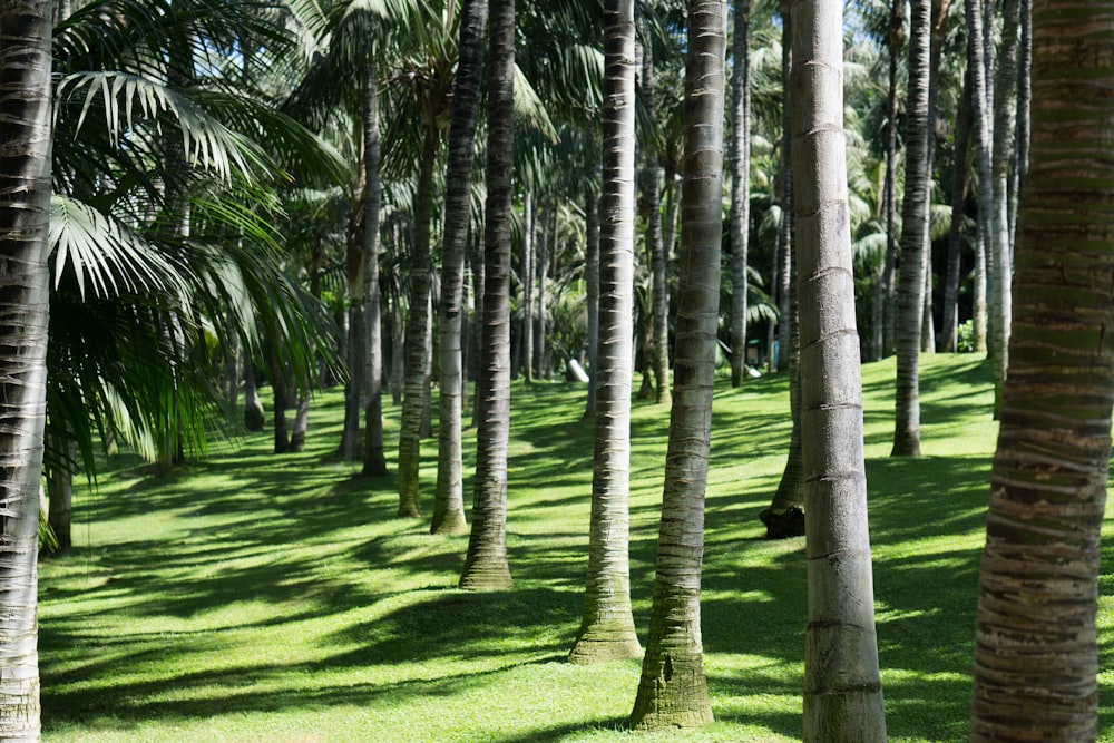 alberi di cocco durante il giorno