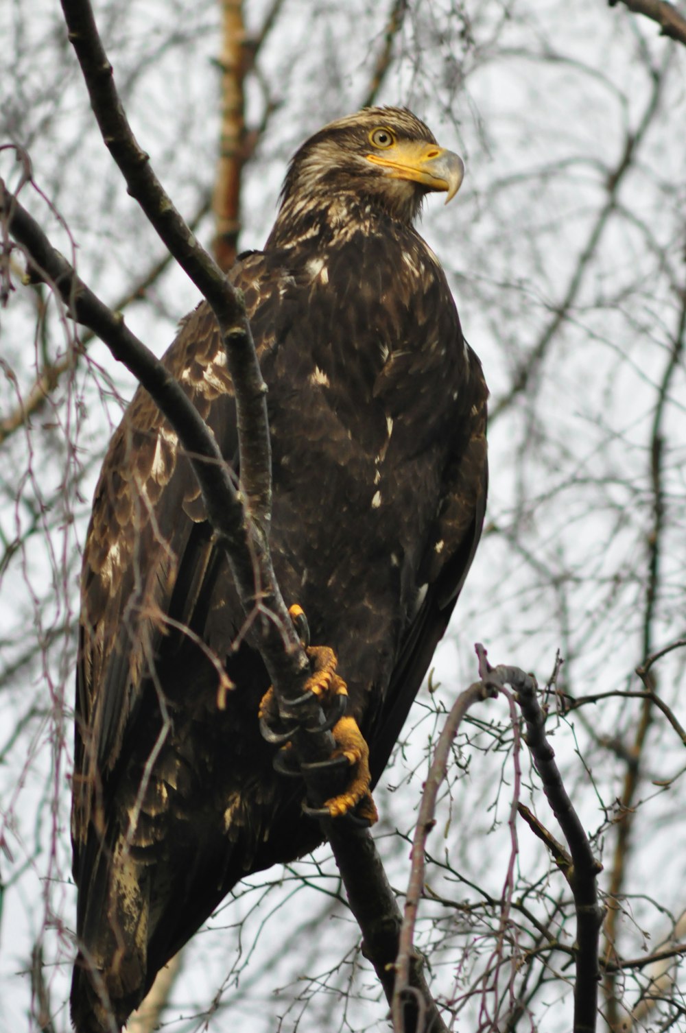 selective focus photography of falcon on tree