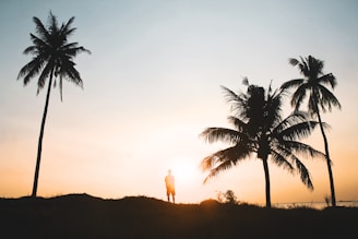 Palm tree removal services in honolulu, hawaii