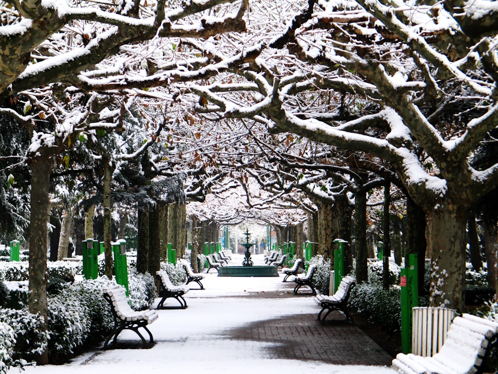 trees covered with snows near bench