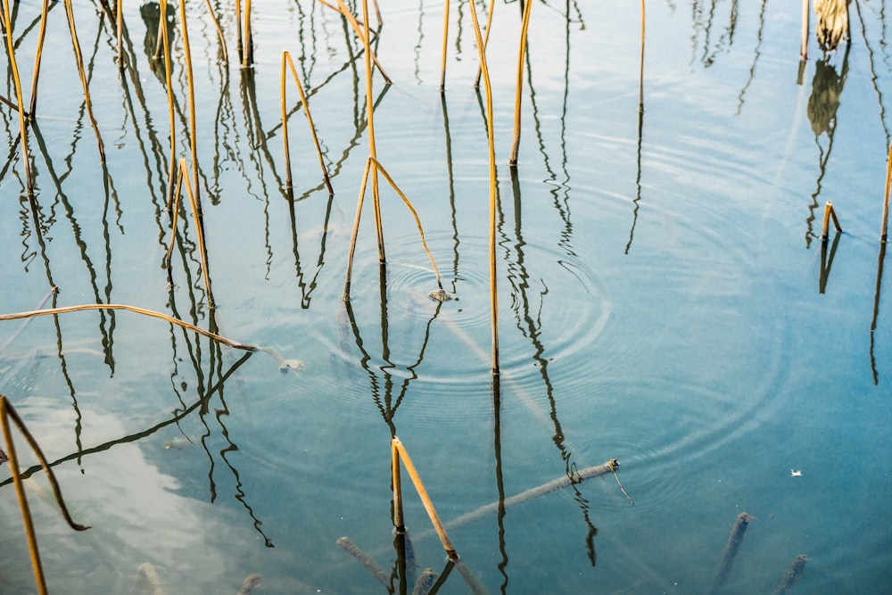 yellow plant on water