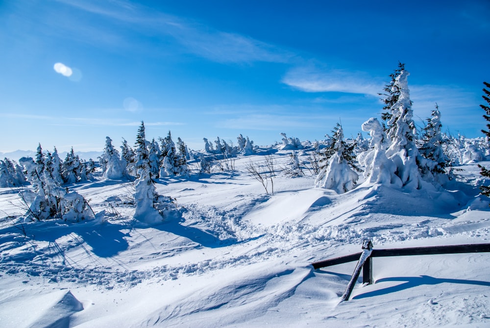 trees covered with snow