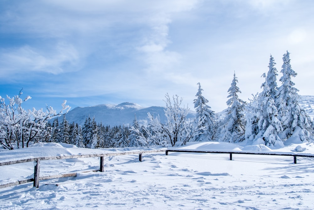 pinos cubiertos de nieve durante el día