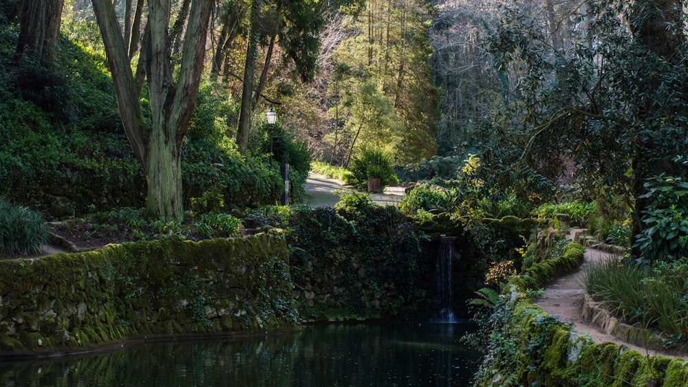 body of water near trees during daytime