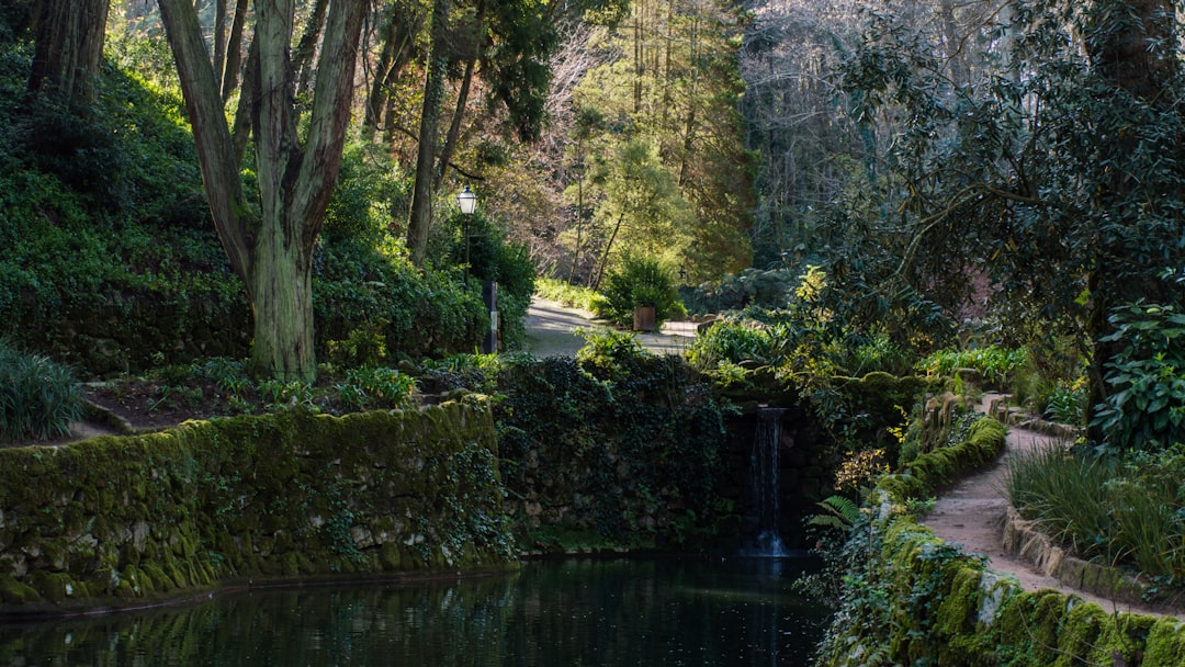 Forest photo spot Pena Palace Sintra