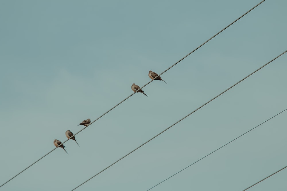 five brown birds on cable under blue sky