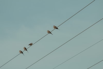 five brown birds on cable under blue sky