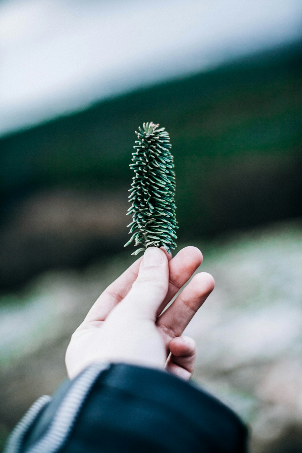 Persona che tiene la fotografia ravvicinata della pianta della foglia verde