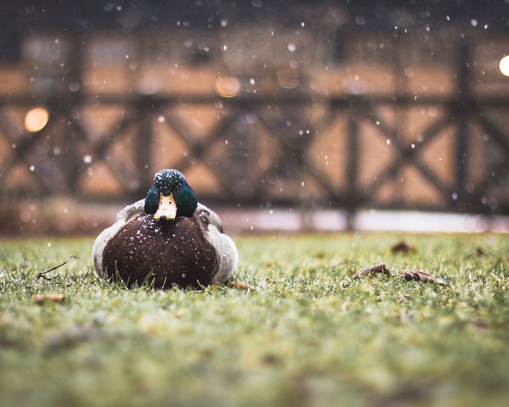 shallow focus photography of mallard duck