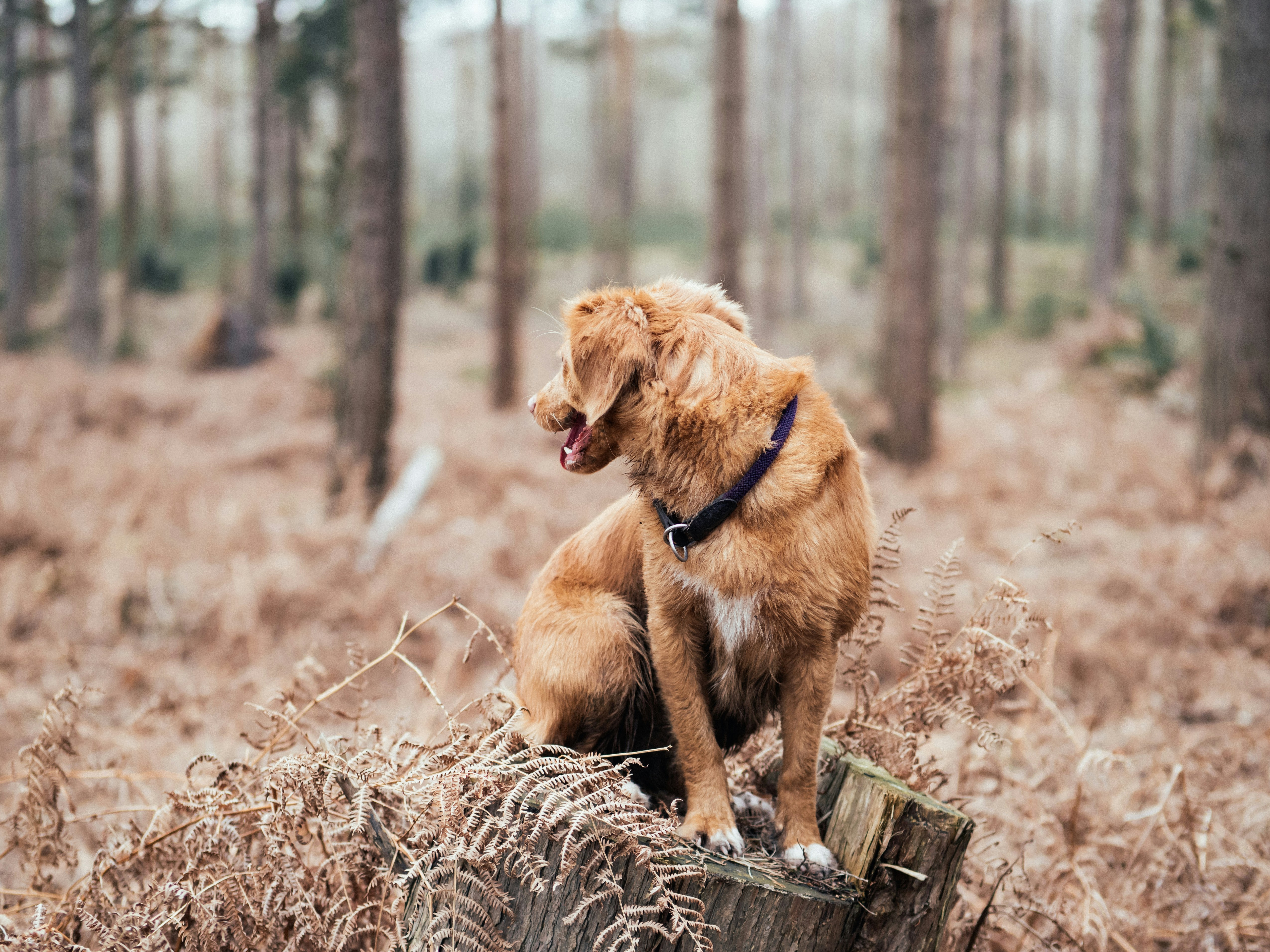shallow focus photography of short-coated brown dog on brown log