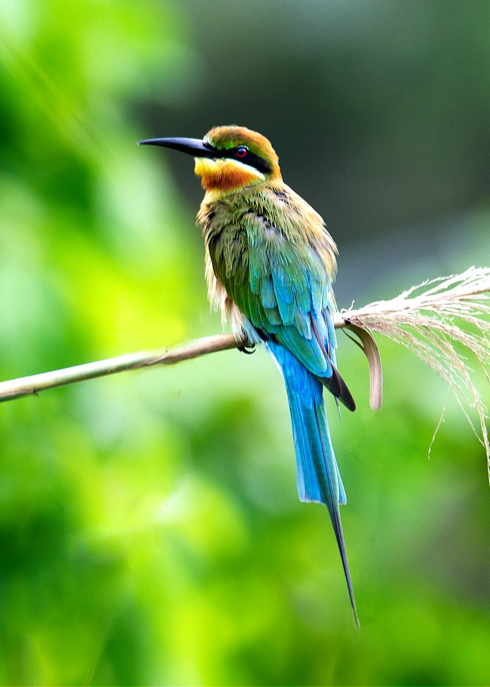 파란색, 노란색, 초록색의 긴 부리 새가 낮에 나뭇가지에 매달려 있습니다