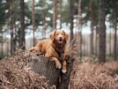 shallow focus photography of brown dog on tree trunk