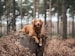 shallow focus photography of brown dog on tree trunk