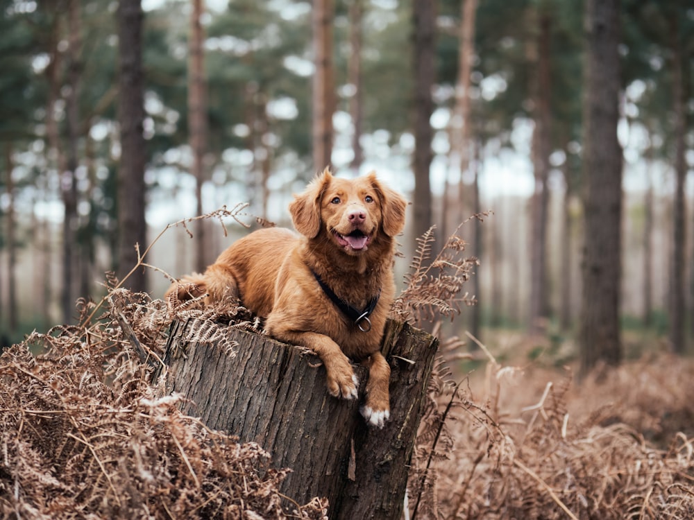 Flachfokusfotografie eines braunen Hundes auf einem Baumstamm