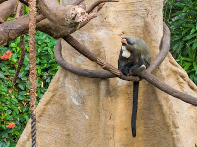A De Brazza's monkey is perched on a thick branch that is part of a constructed tree enclosure surrounded by lush greenery. The monkey has distinctive facial markings and appears to be in a resting position with its tail hanging down.