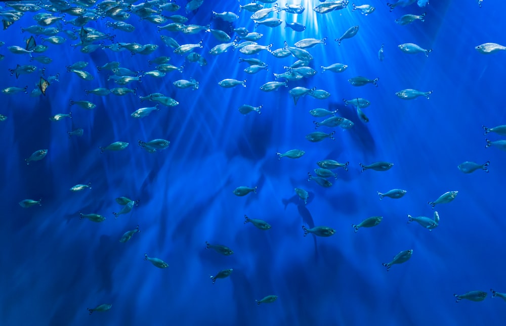 school of gray fish