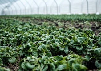 closeup photography of green plant inside green house