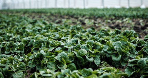 closeup photography of green plant inside green house