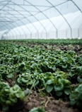 closeup photography of green plant inside green house