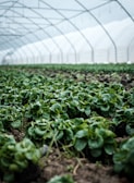 A greenhouse interior featuring rows of lush, green leafy plants growing in a controlled environment with soft natural light filtering through the translucent structure above.