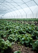 Modern greenhouse with rows of thriving organic plants bathed in natural light.