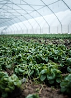 A greenhouse interior featuring rows of lush, green leafy plants growing in a controlled environment with soft natural light filtering through the translucent structure above.
