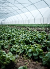 Rows of green leafy vegetables growing inside a bright greenhouse.