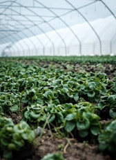 closeup photography of green plant inside green house