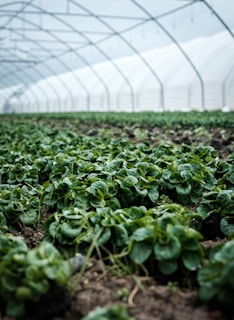 A greenhouse interior featuring rows of lush, green leafy plants growing in a controlled environment with soft natural light filtering through the translucent structure above.