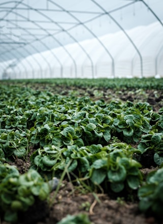 A greenhouse interior featuring rows of lush, green leafy plants growing in a controlled environment with soft natural light filtering through the translucent structure above.