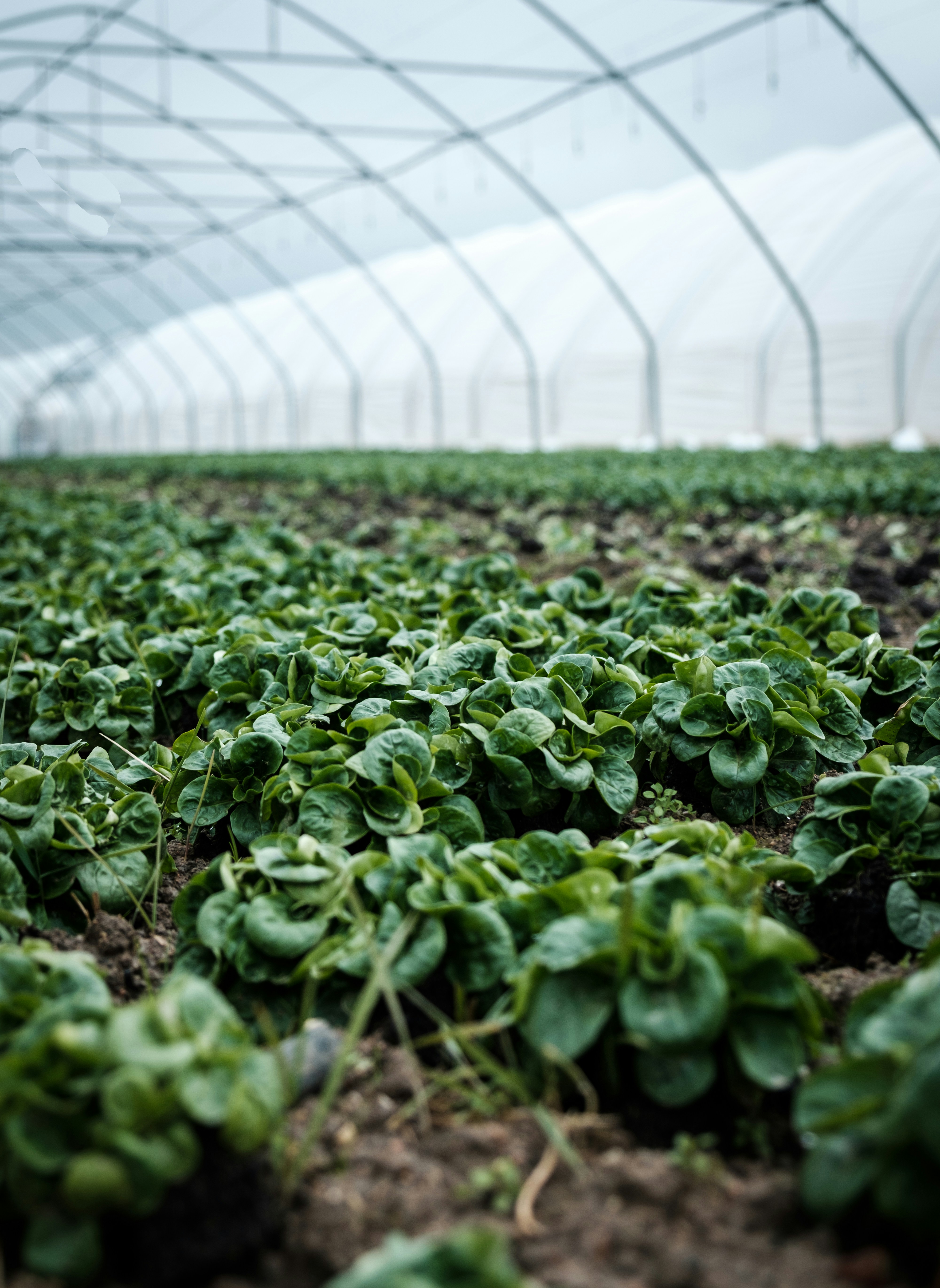 What Is Plastic Sheeting Used For In A Greenhouse?