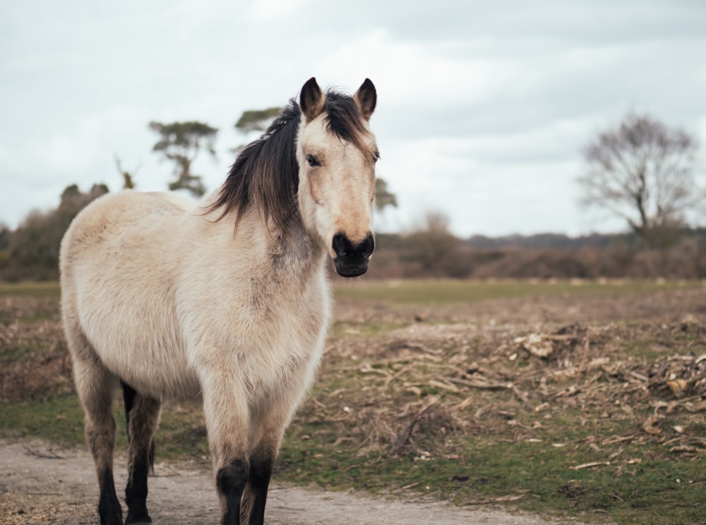 Fotografie eines schwarz-beigen Ponys, das auf einem Weg in der Nähe einer Wiese steht